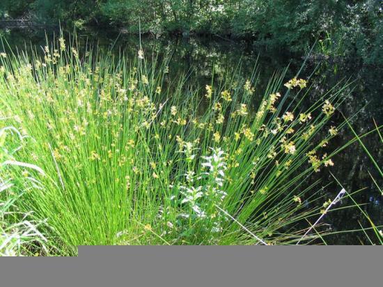 Photograph of Managing Rushes Without Chemicals