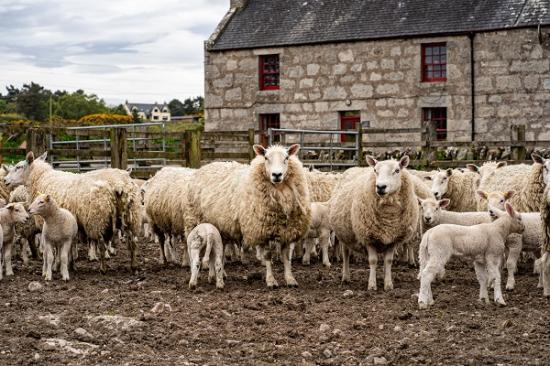 Photograph of New Fellowship Launched To Support Small North Highlands Farms And Make Local Food More Widely Available