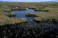 Thumbnail for article : Caithness & Sutherland Peatland Becomes New National Nature Reserve
