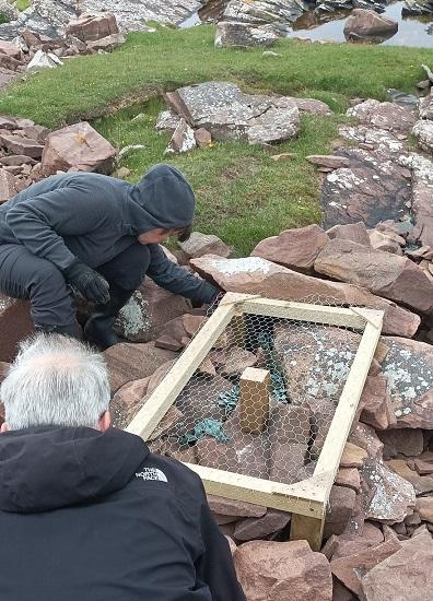 Photograph of Protecting Assynt’s Oyster Plant